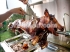 Large Hog Roast BBQ Oven